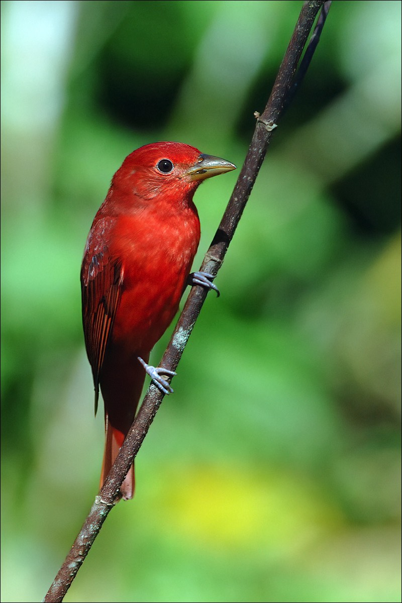 Summer Tanager (Zomertangare)