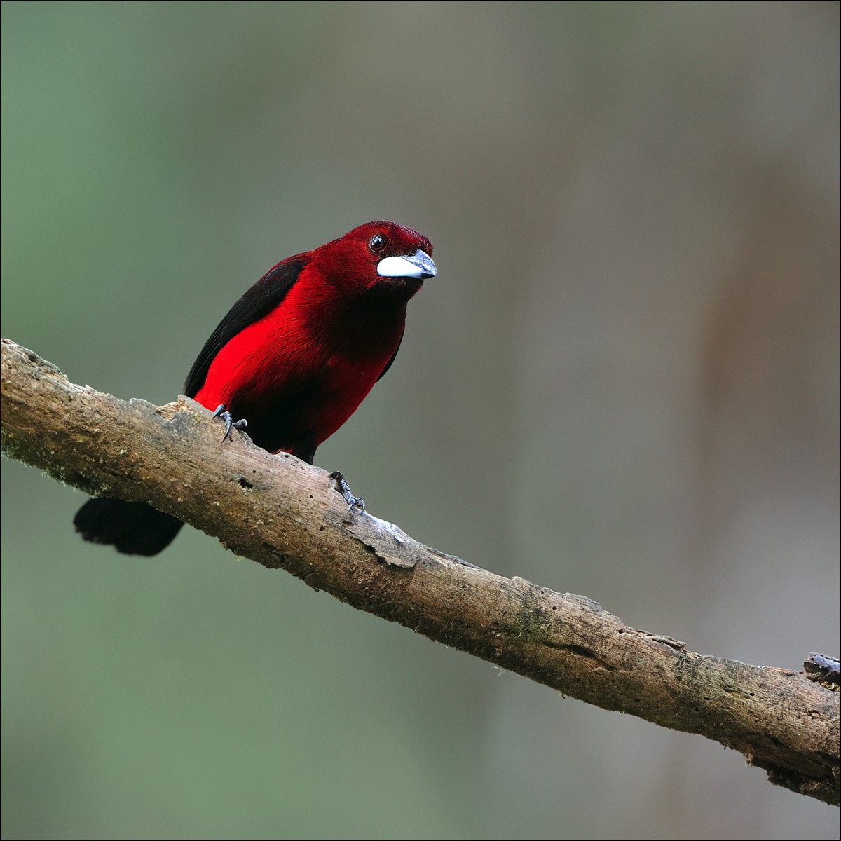 Crimson-backed tanager (Roodbuik-tangare)