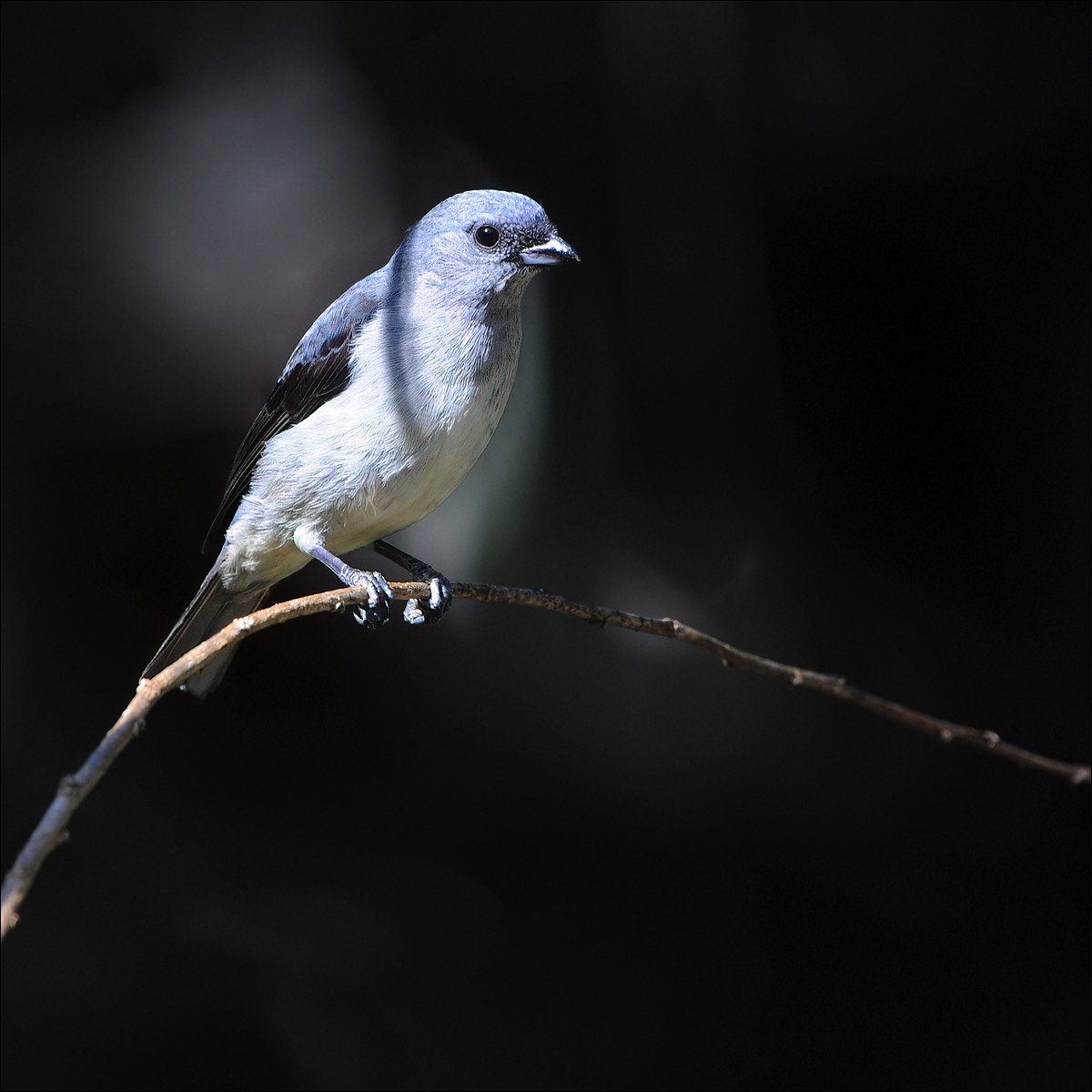 Plain-colored Tanager (Grijze Tangare)