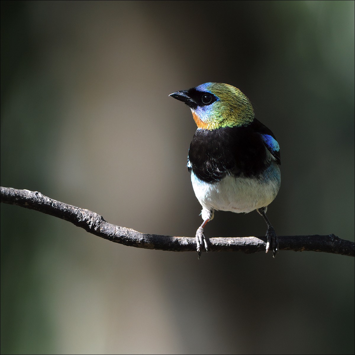 Golden-hooded Tanager (Purpermaskertangare)