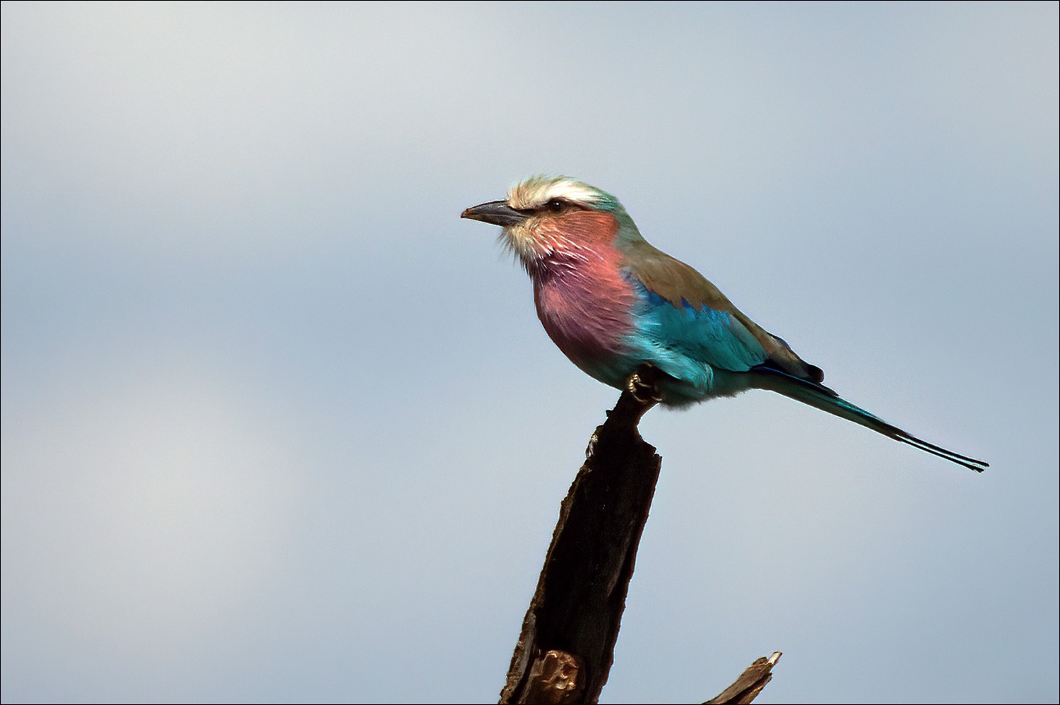 Lilac-breasted Roller (Vorkstaartscharrelaar)