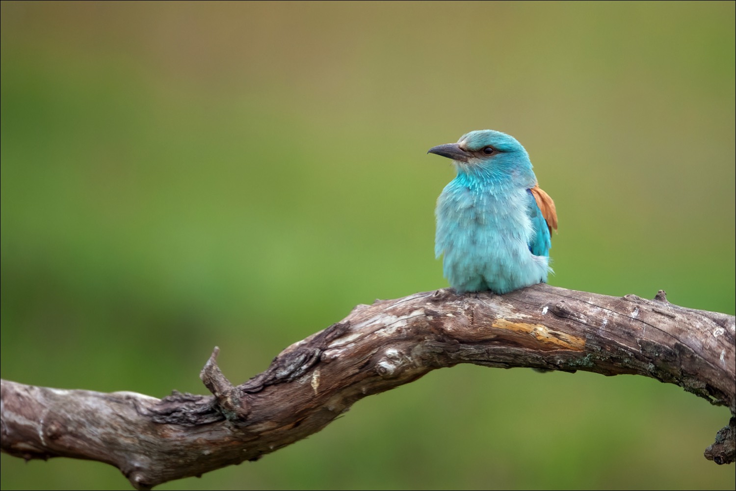 European Roller (Scharrelaar)