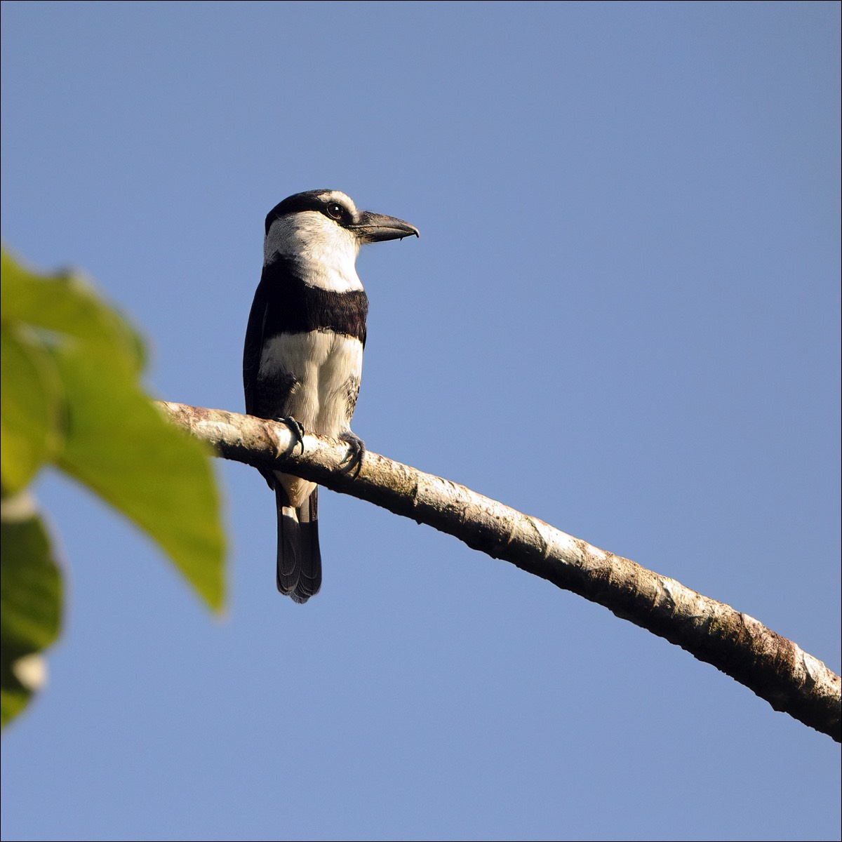 White-necked Puffbird (Witnekbaardkoekoek)