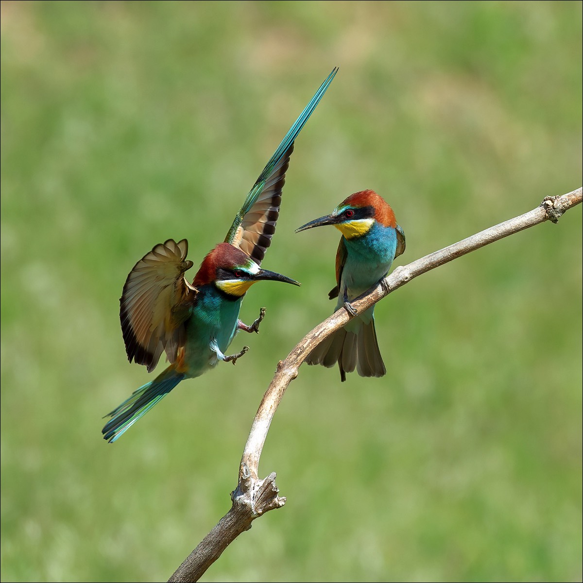 European Bee-eater (Bijeneter)