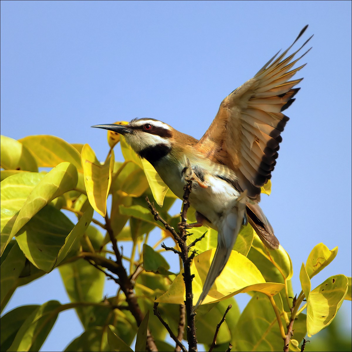 White-throated Bee-eater (Witkeelbijeneter)