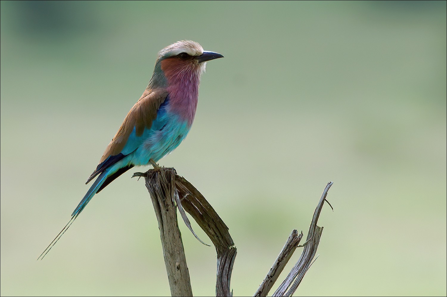 Lilac-breasted Roller (Vorkstaartscharrelaar)