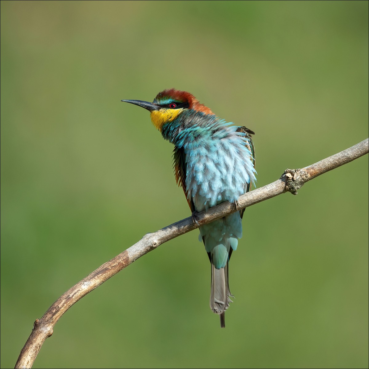 European Bee-eater (Bijeneter)