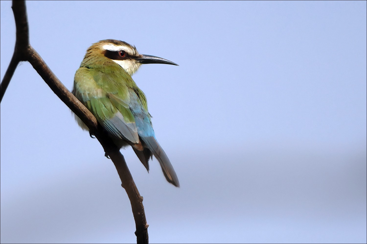 White-throated Bee-eater (Witkeelbijeneter)