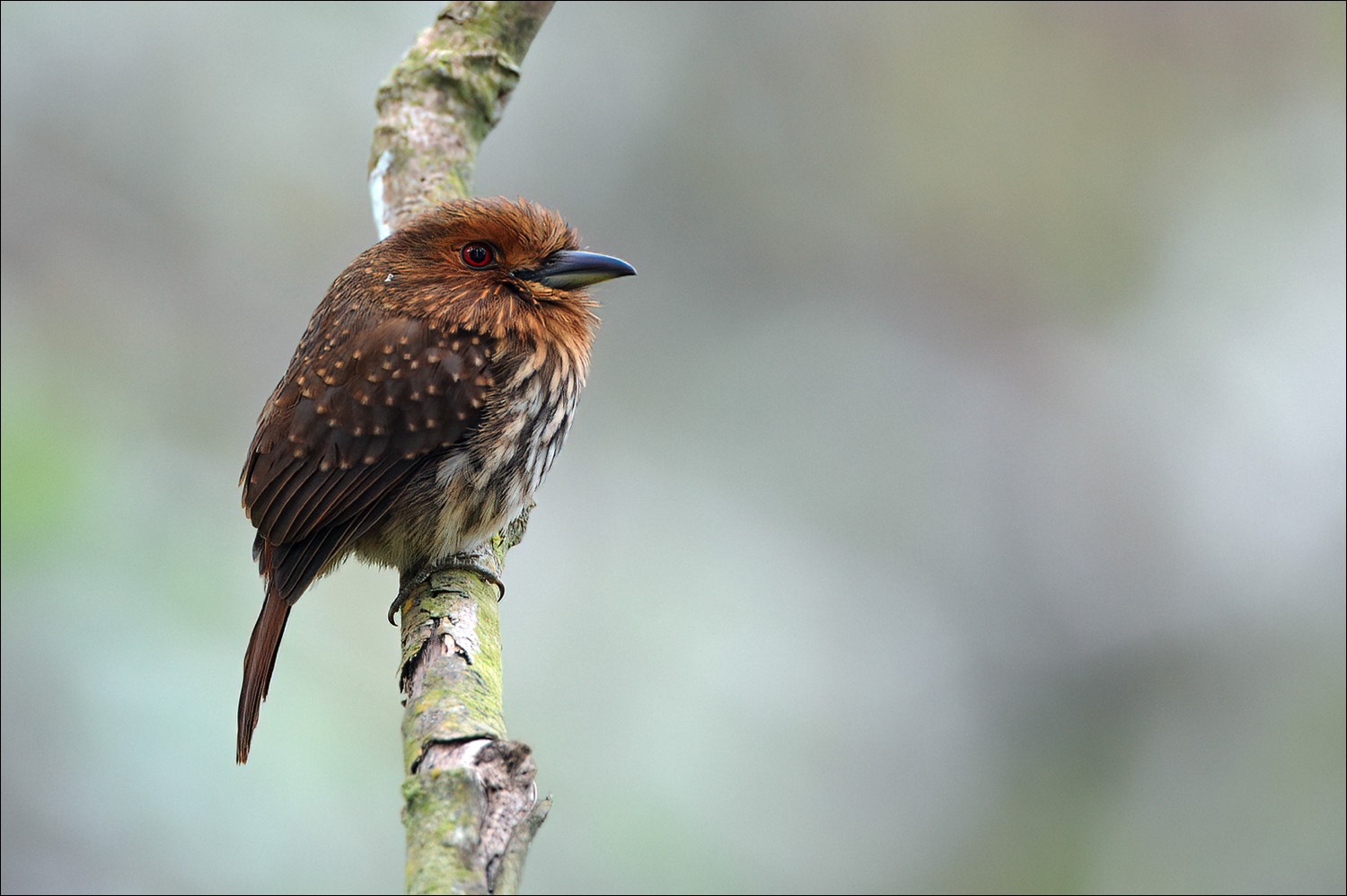 White-whiskered Puffbird (Witsnorbaardvogel)