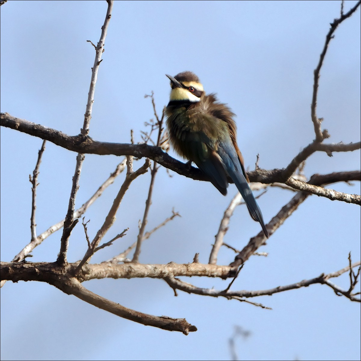 White-throated Bee-eater (Witkeelbijeneter)