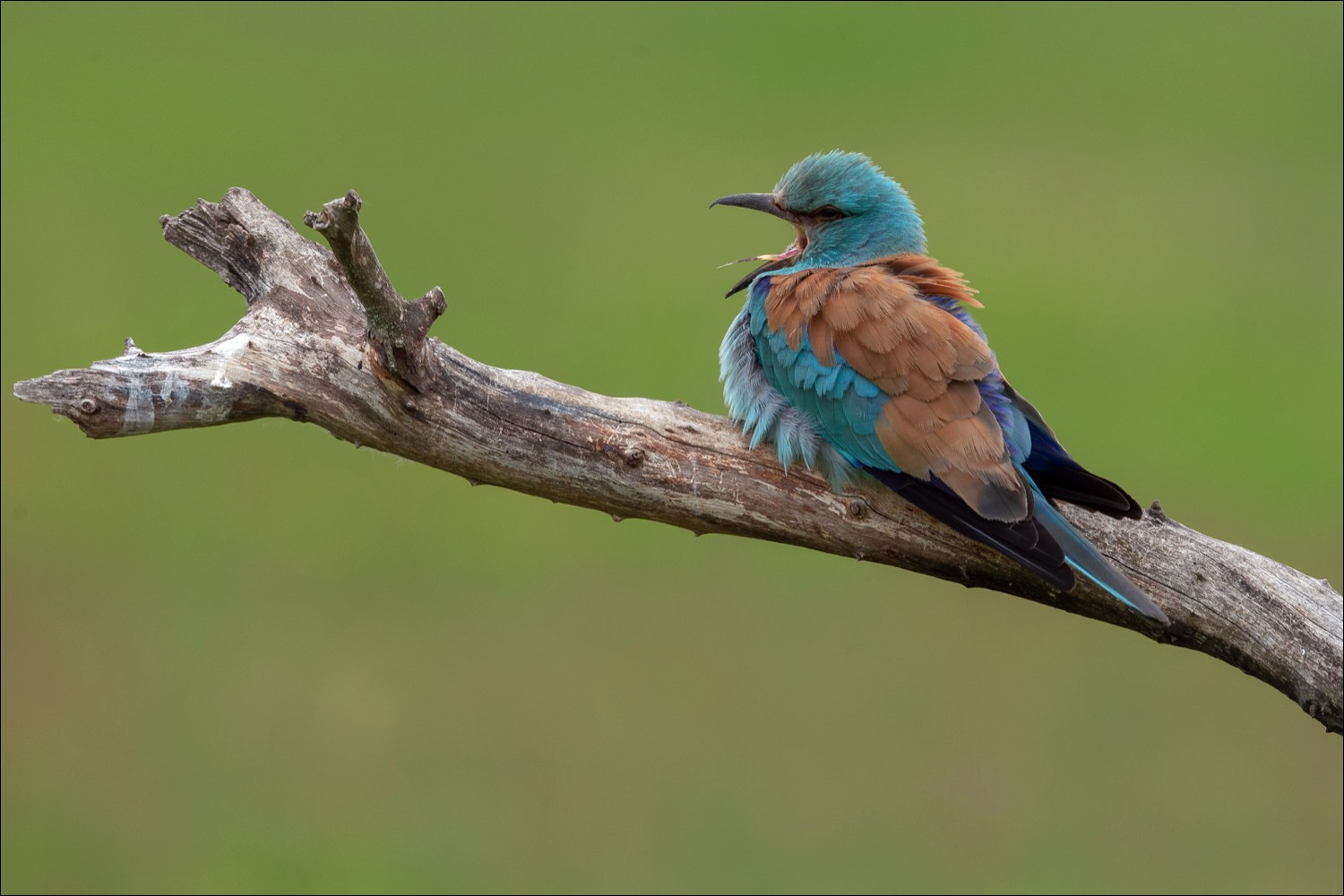 European Roller (Scharrelaar)