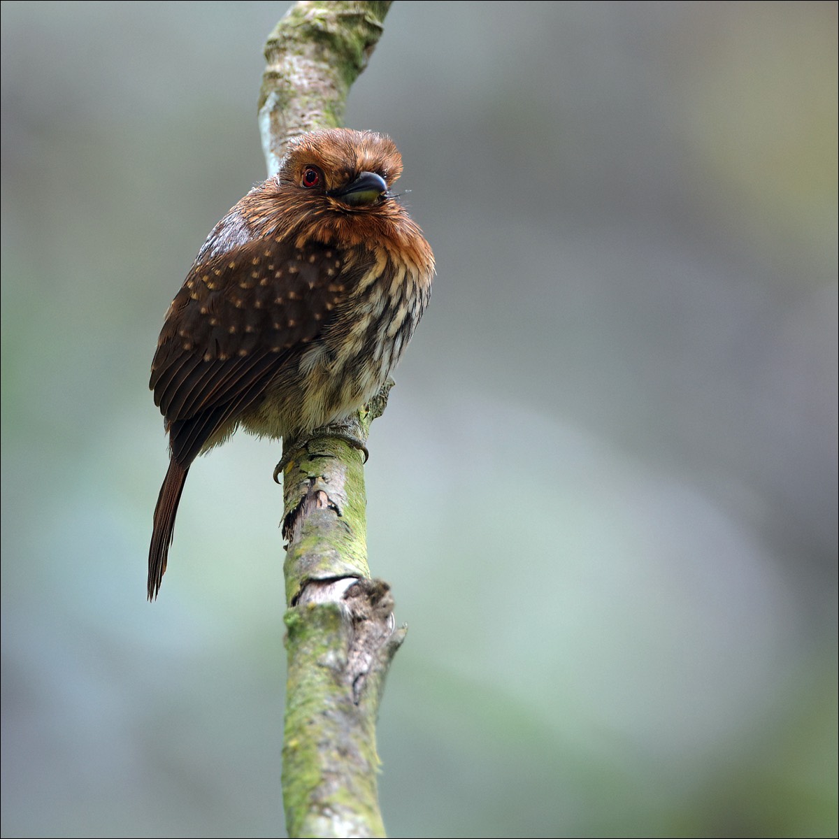 White-whiskered Puffbird (Witsnorbaardvogel)