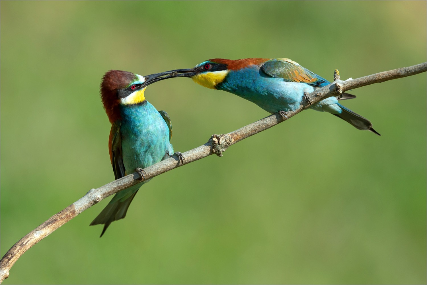 European Bee-eater (Bijeneter)