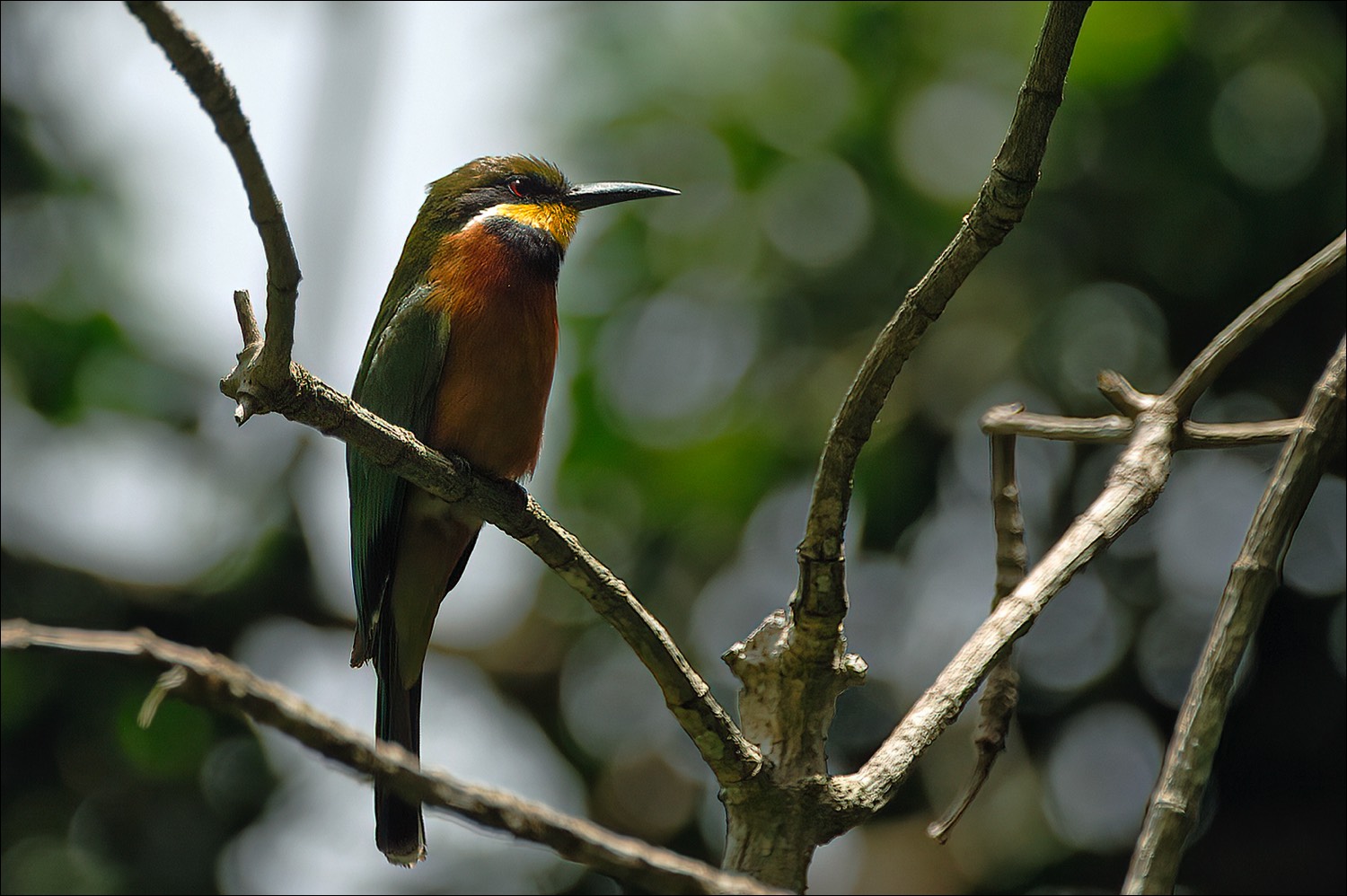 Cinnamon-chested Bee-eater (Bergbijeneter)