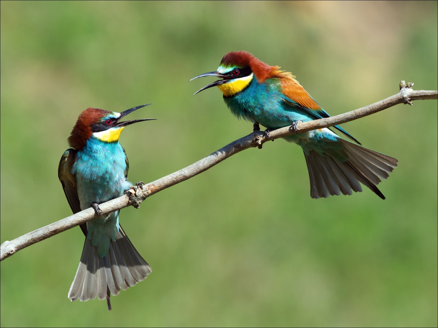 European Bee-eater (Bijeneter)