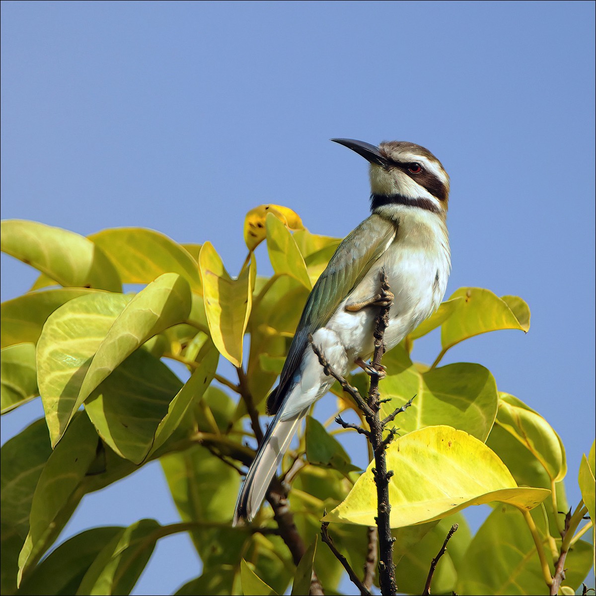 White-throated Bee-eater (Witkeelbijeneter)