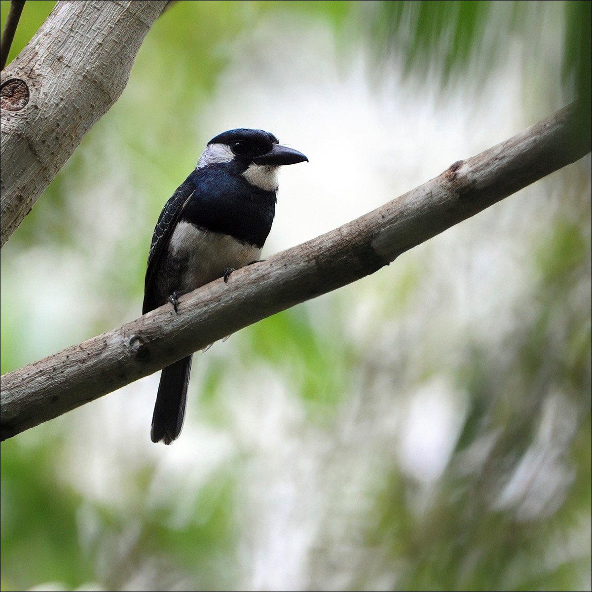 Black-breasted Puffbird (Zwartborst-baardkoekoek)