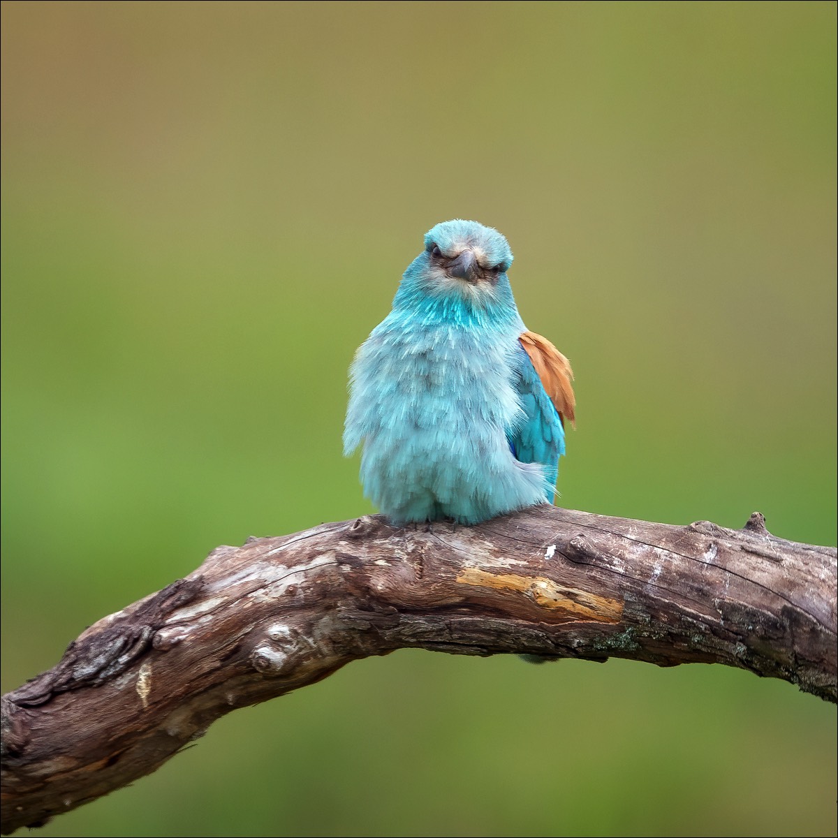 European Roller (Scharrelaar)