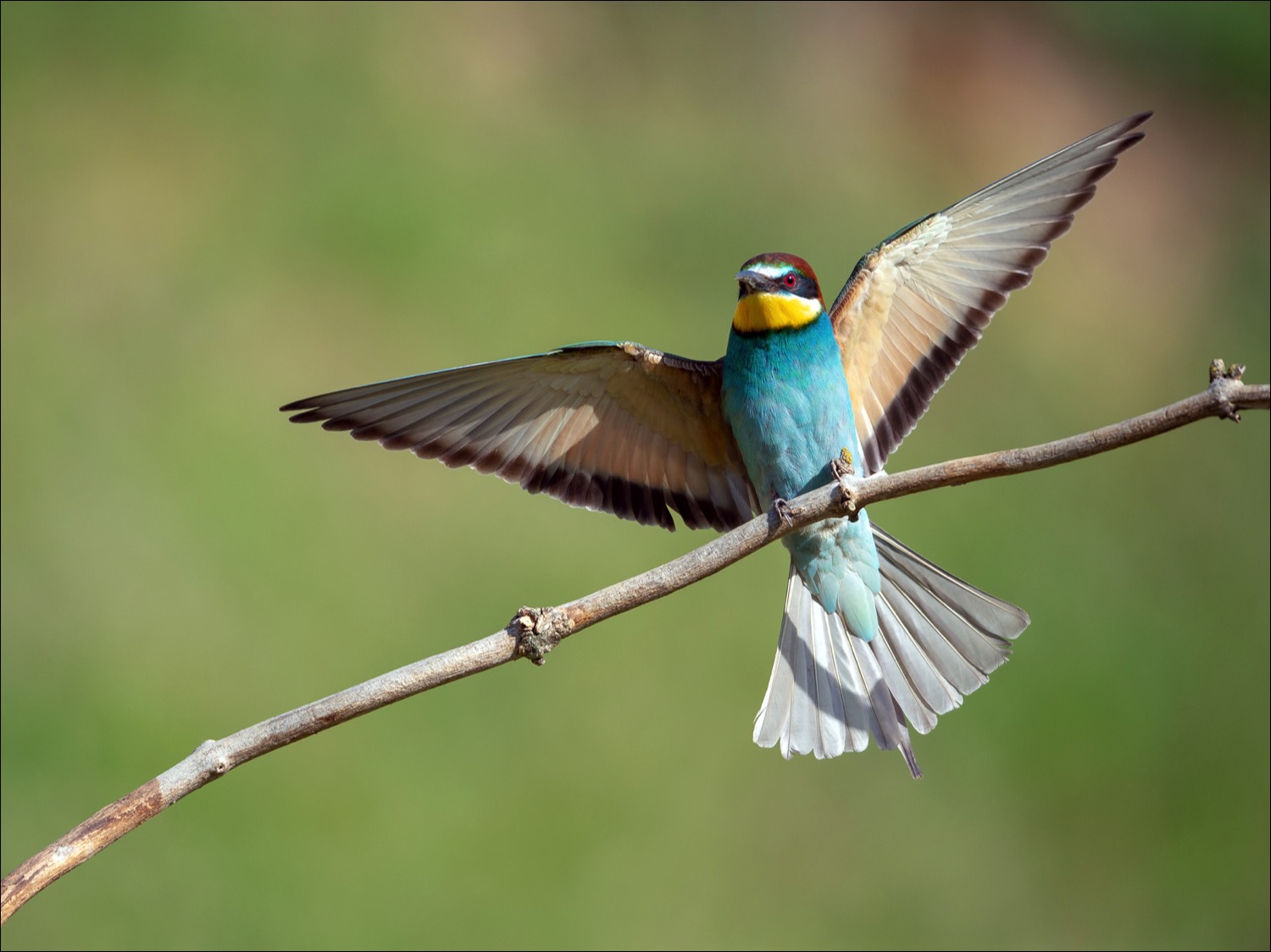 European Bee-eater (Bijeneter)