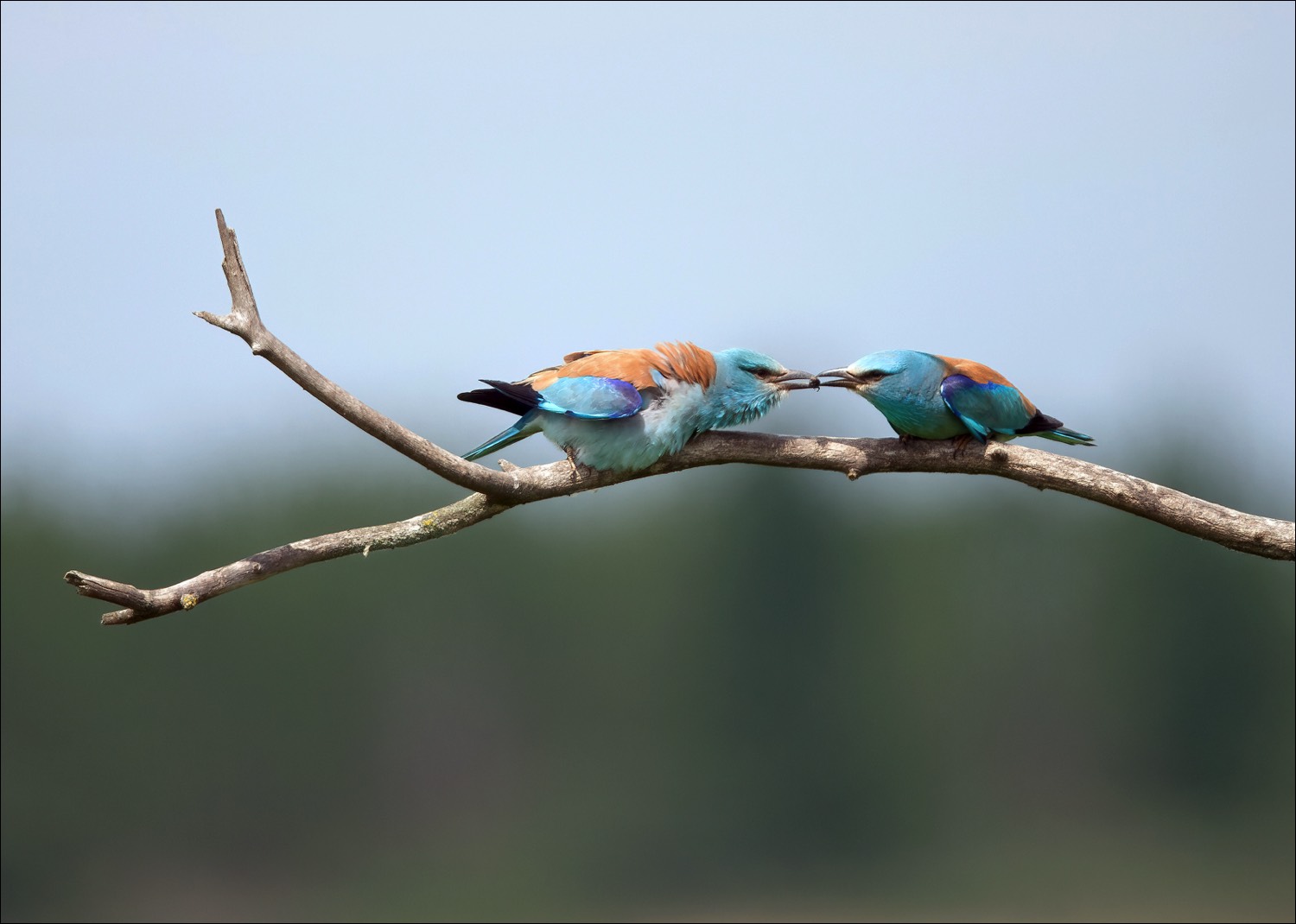 European Roller (Scharrelaar)