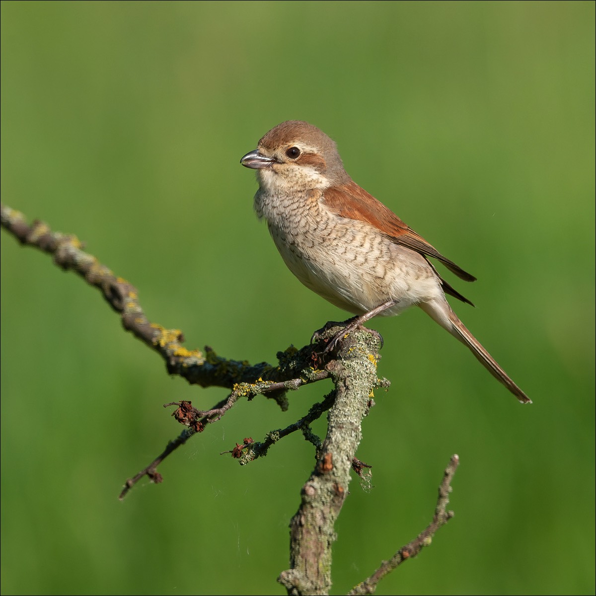 Red-backed Shrike (Grauwe Klauwier)