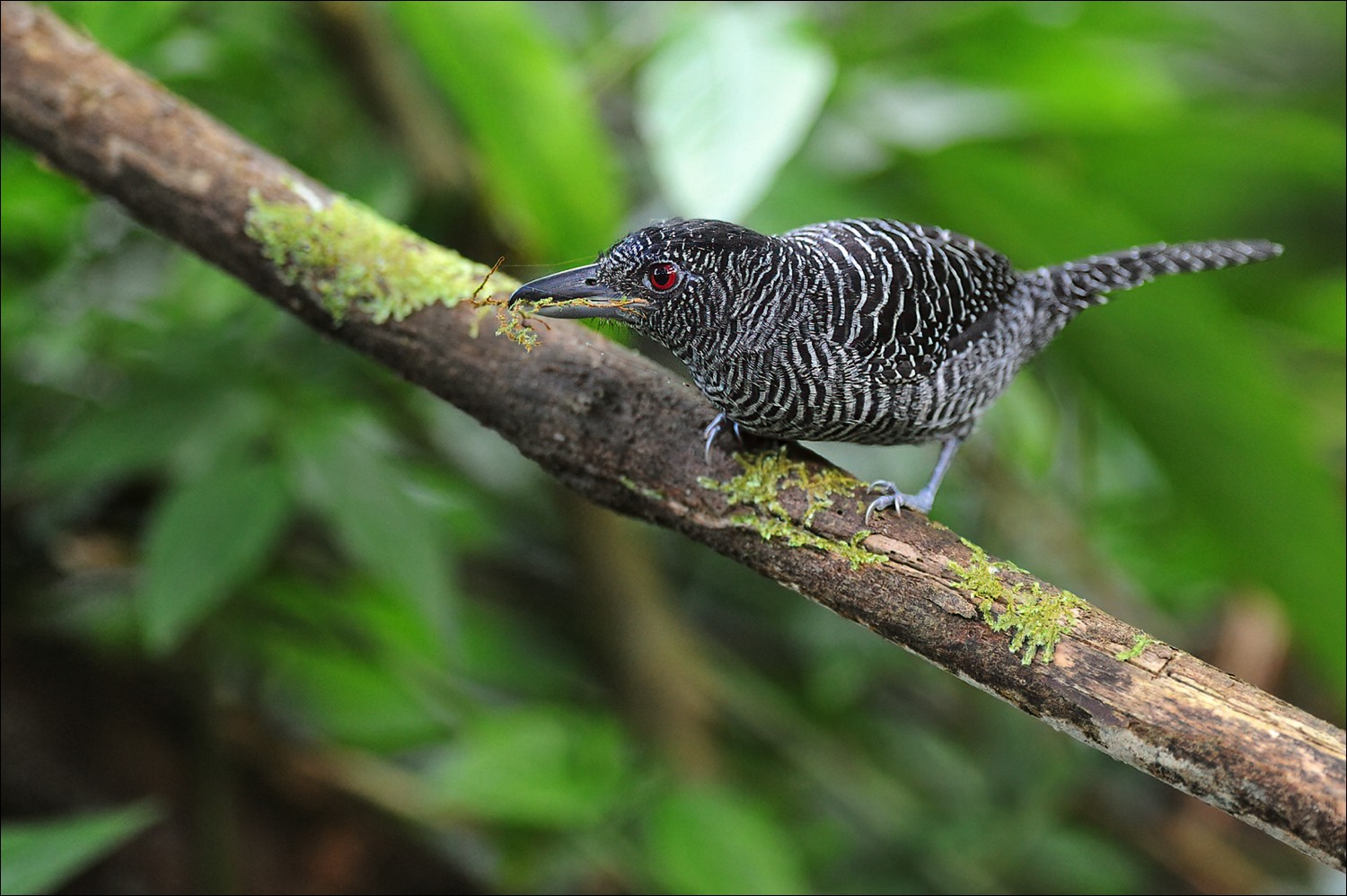 Fasciated Antshrike (Zebra-mierklauwier)