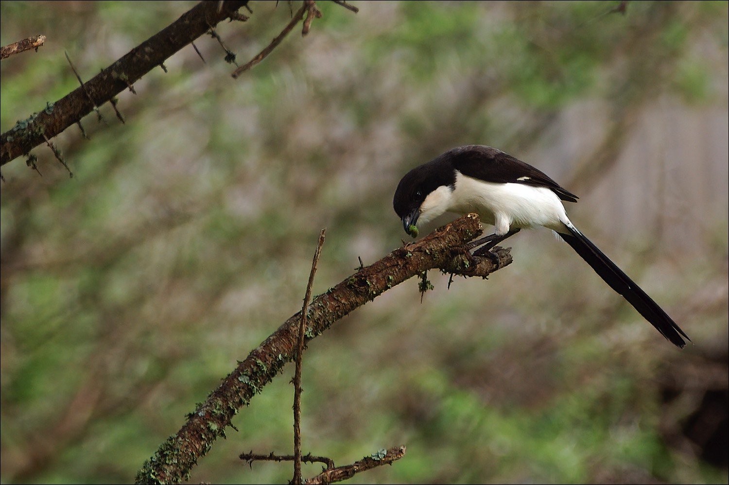 Long-tailed Fiscal (Cabanis Klapekster)