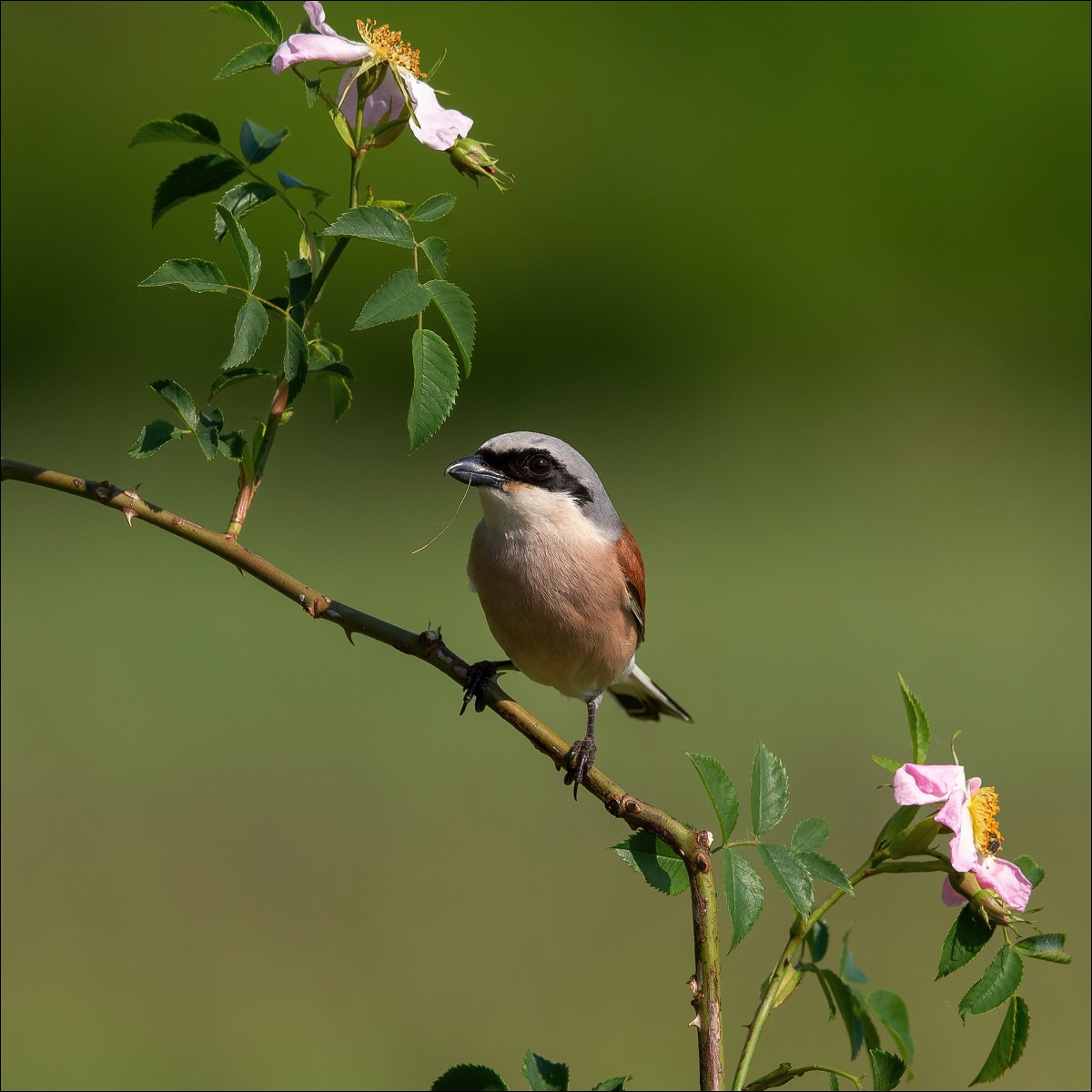 Red-backed Shrike (Grauwe Klauwier)