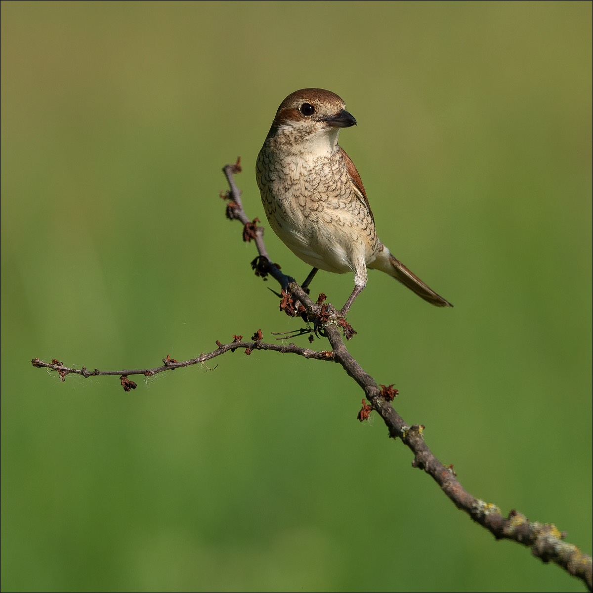 Red-backed Shrike (Grauwe Klauwier)