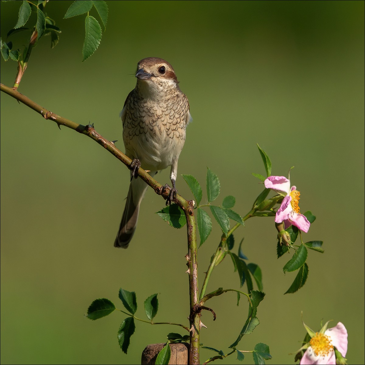 Red-backed Shrike (Grauwe Klauwier)