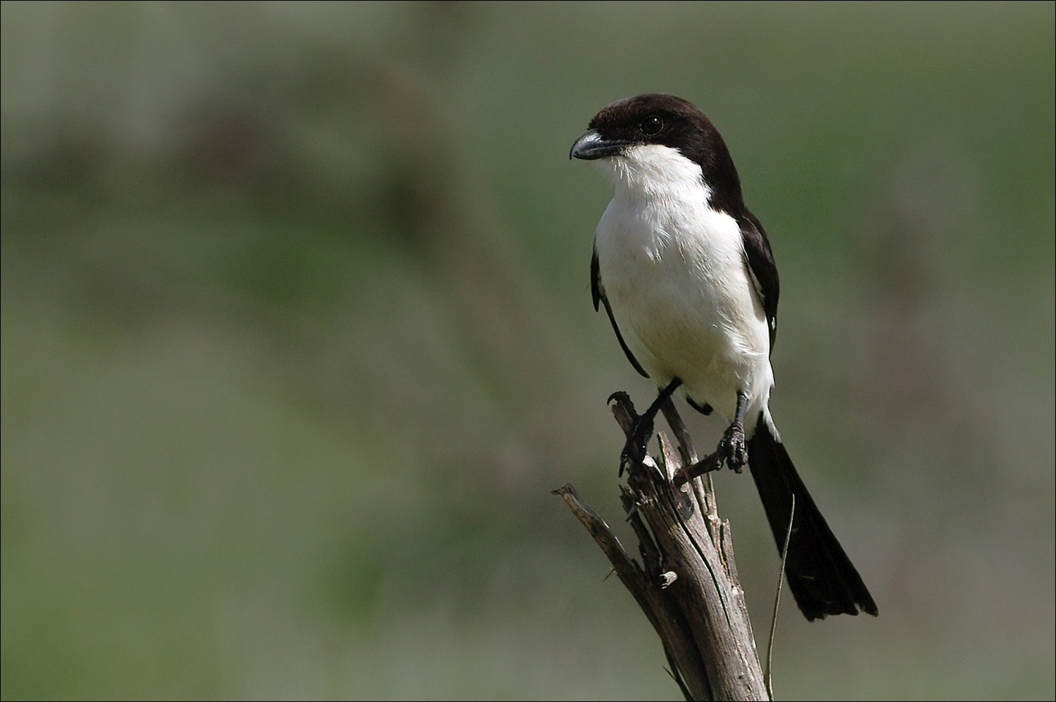 Long-tailed Fiscal (Cabanis Klapekster)