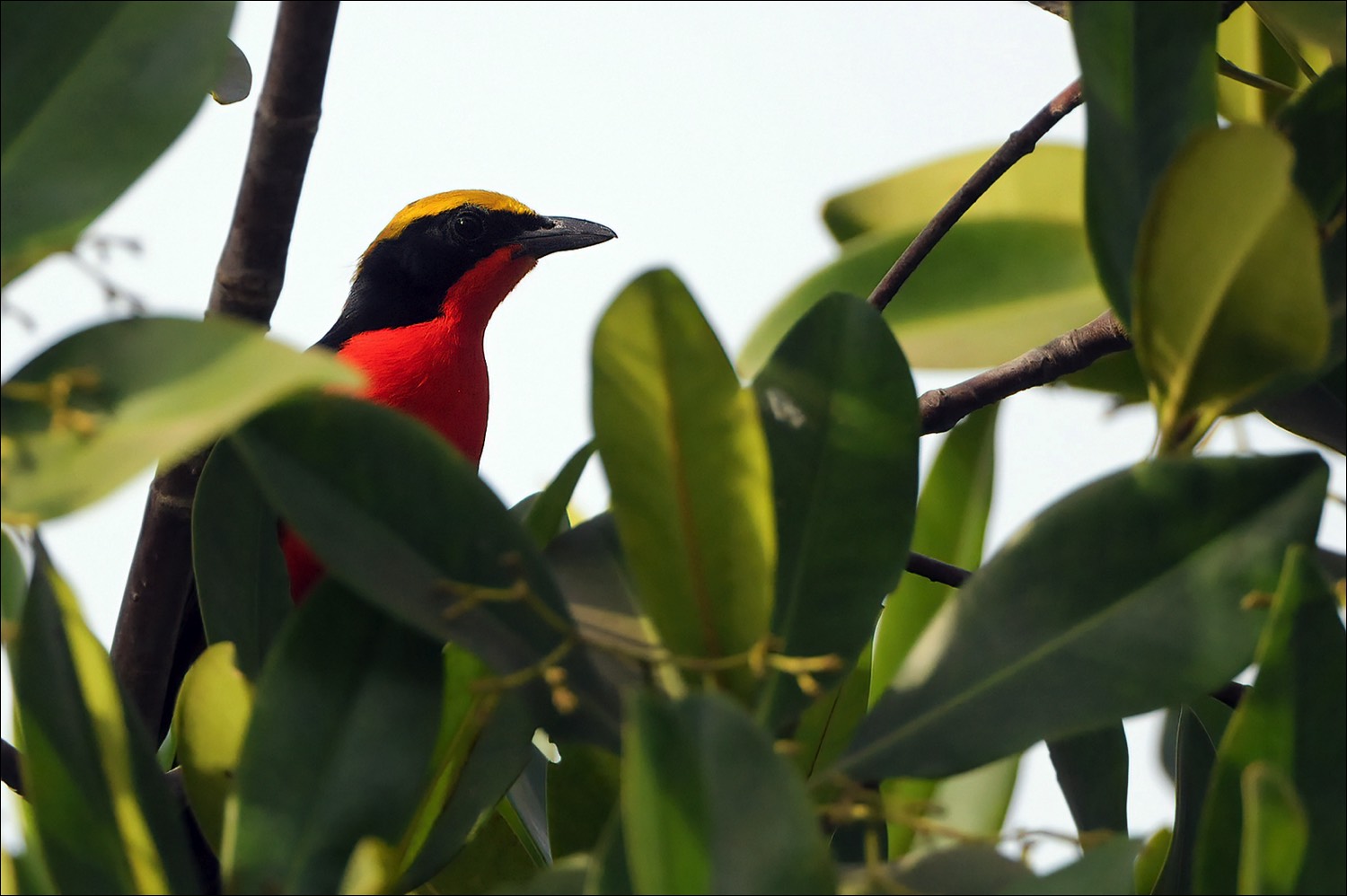 Yellow-crowned Gonolek (Goudkapfiscaal)