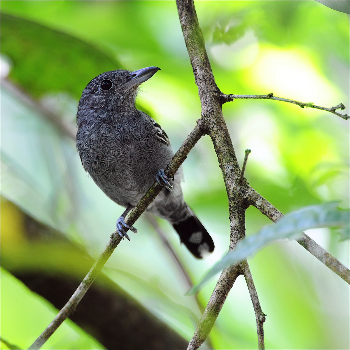 Black-crowned Antshrike (Gevlekte Klauwier)