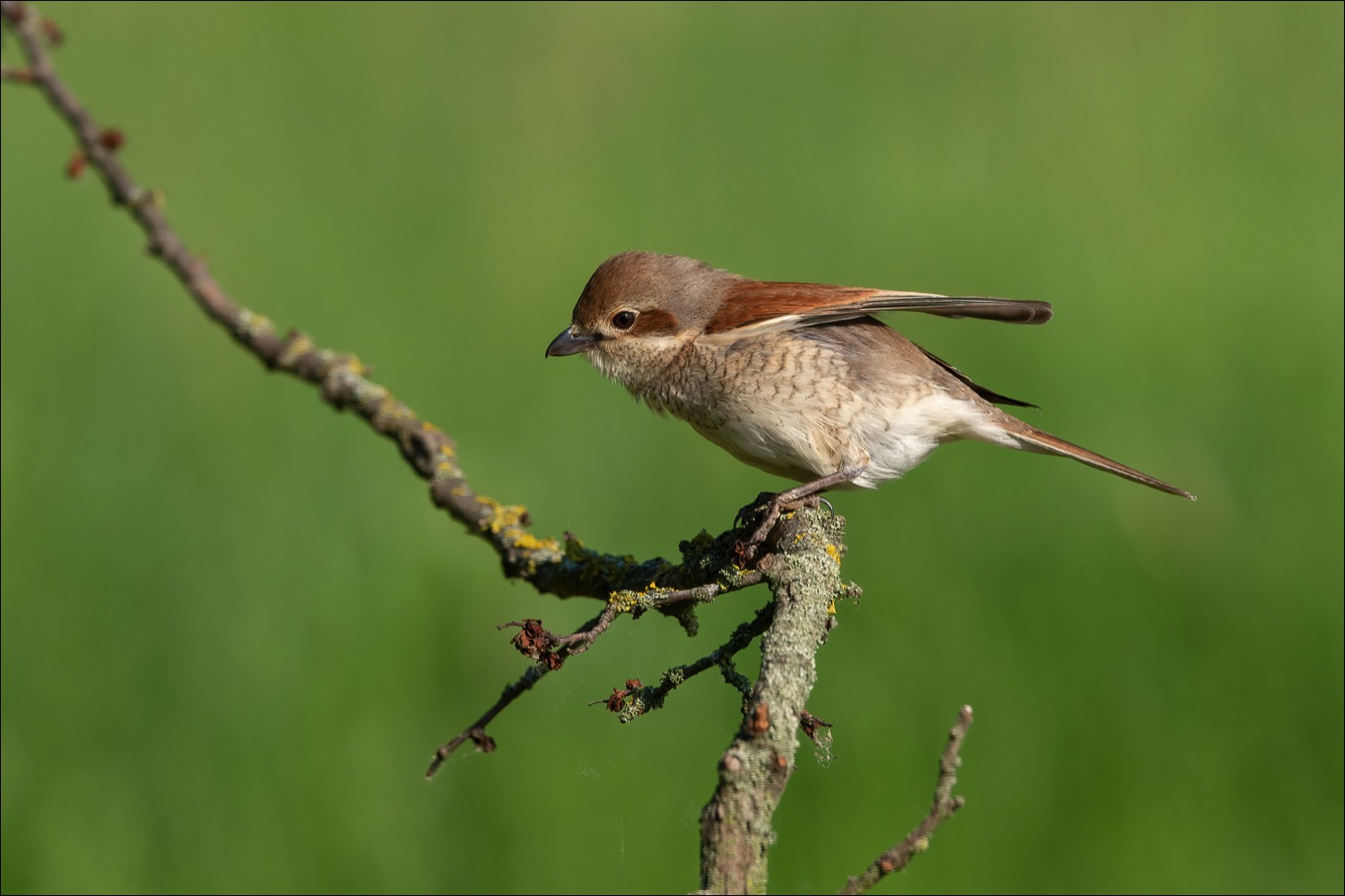 Red-backed Shrike (Grauwe Klauwier)