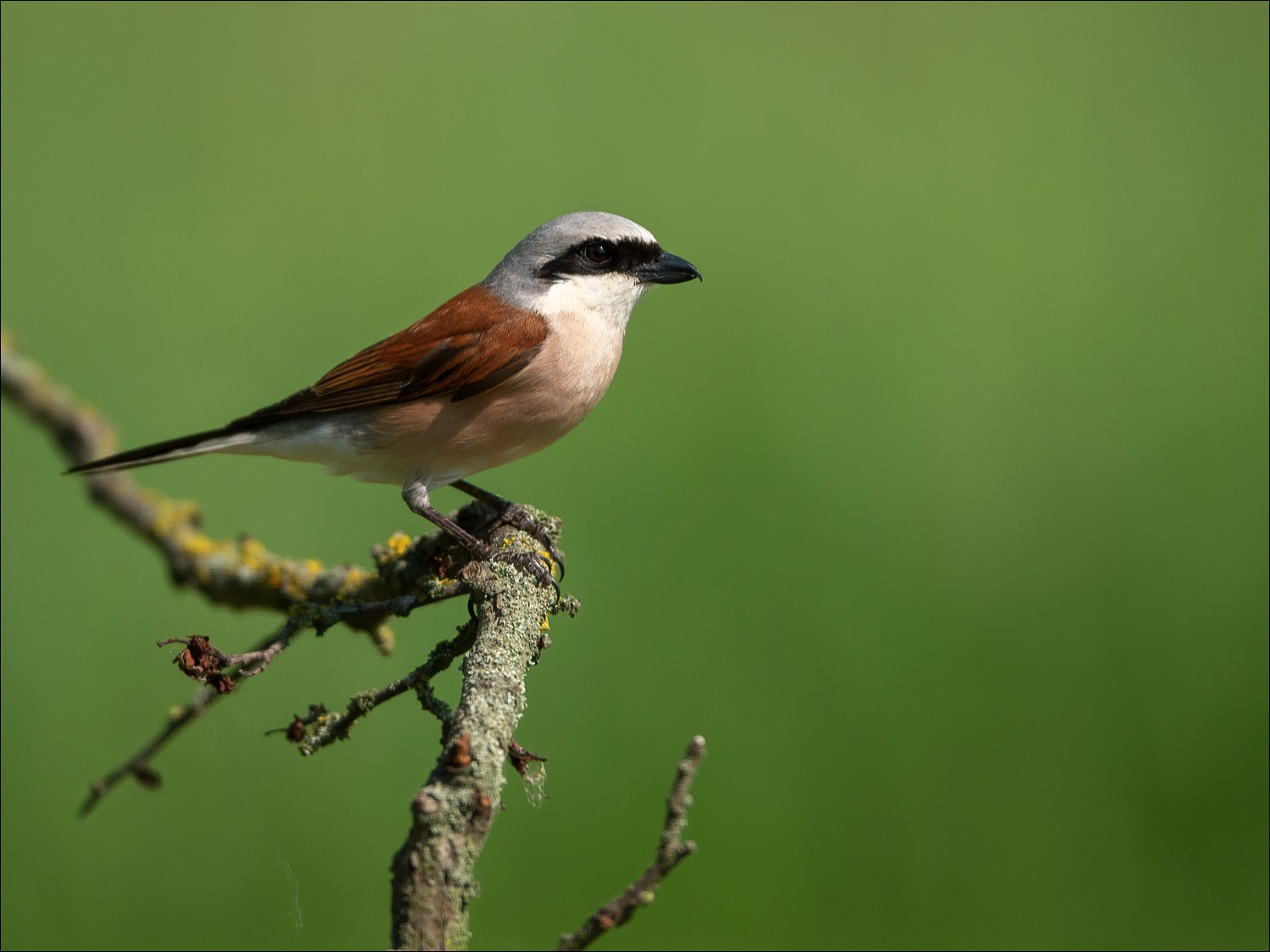 Red-backed Shrike (Grauwe Klauwier)