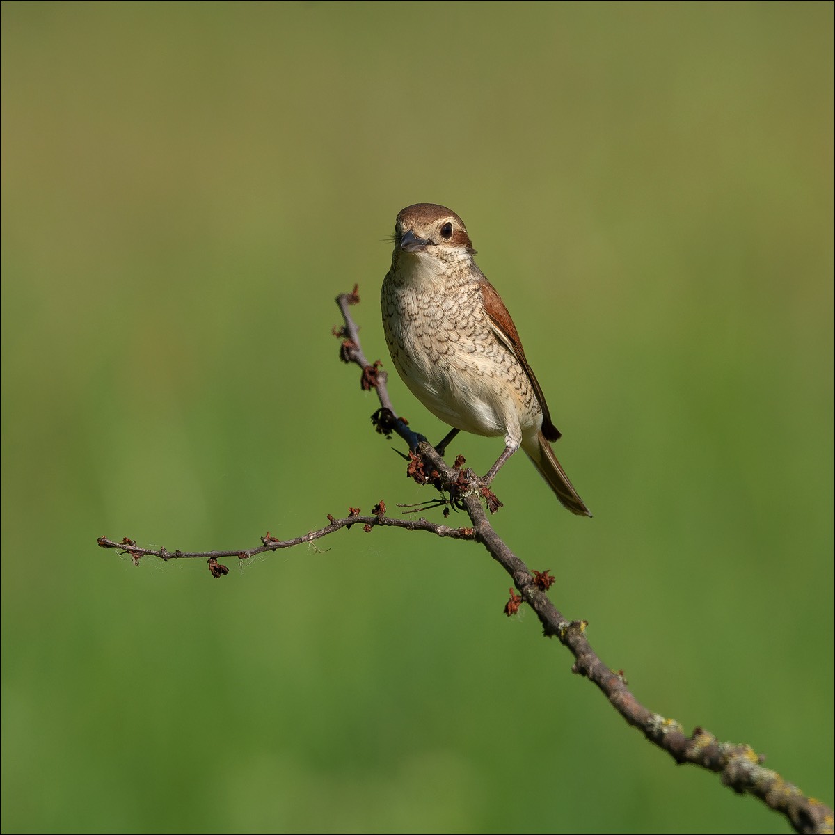 Red-backed Shrike (Grauwe Klauwier)