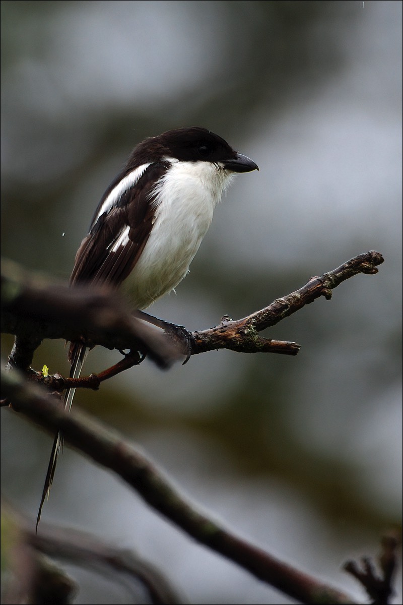 Common Fiscal (Gekraagde Klauwier)