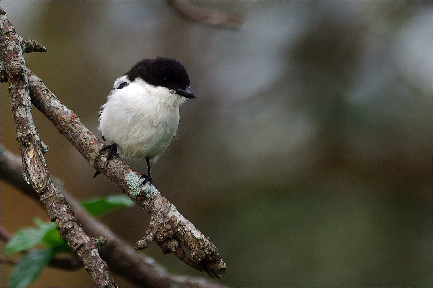 Common Fiscal (Gekraagde Klauwier)