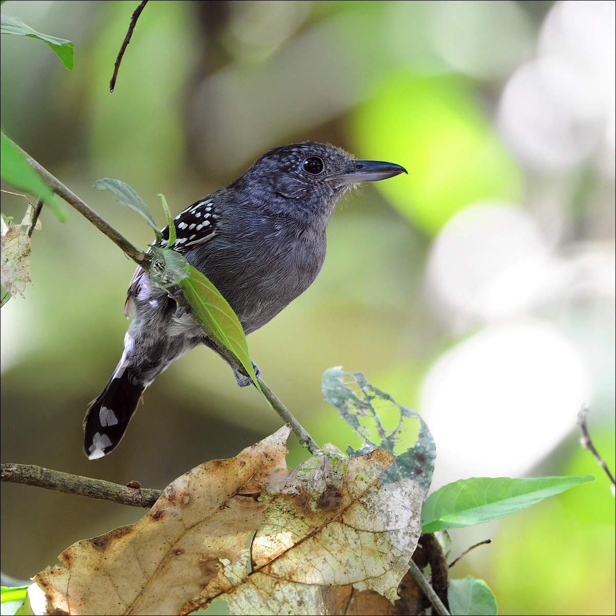 Black-crowned Antshrike (Gevlekte Klauwier)