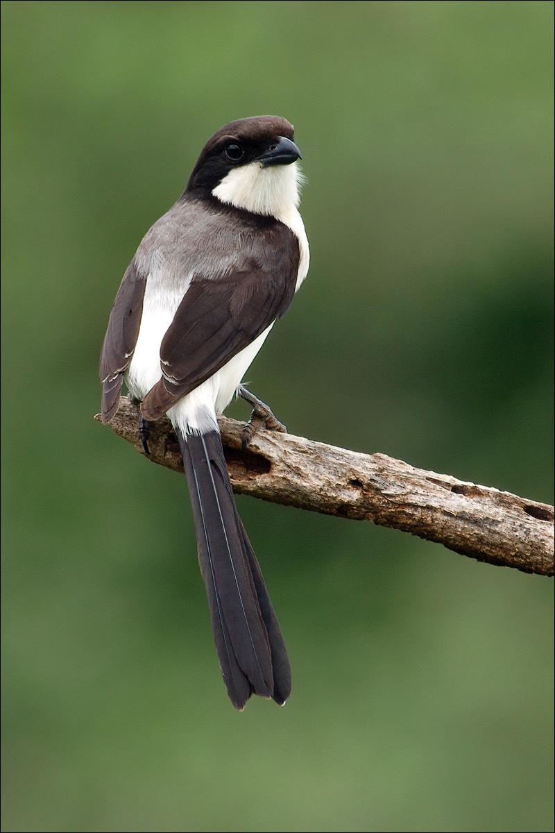 Long-tailed Fiscal (Cabanis Klapekster)