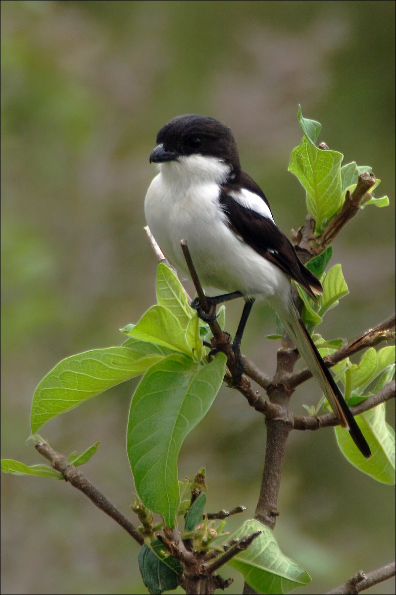 Common Fiscal (Gekraagde Klauwier)