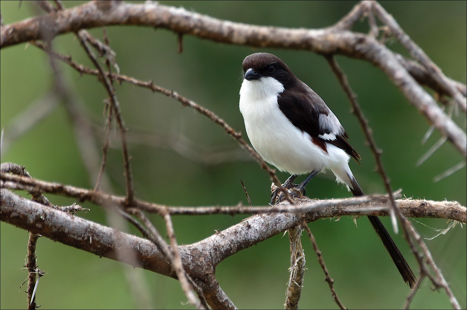 Long-tailed Fiscal (Cabanis Klapekster)