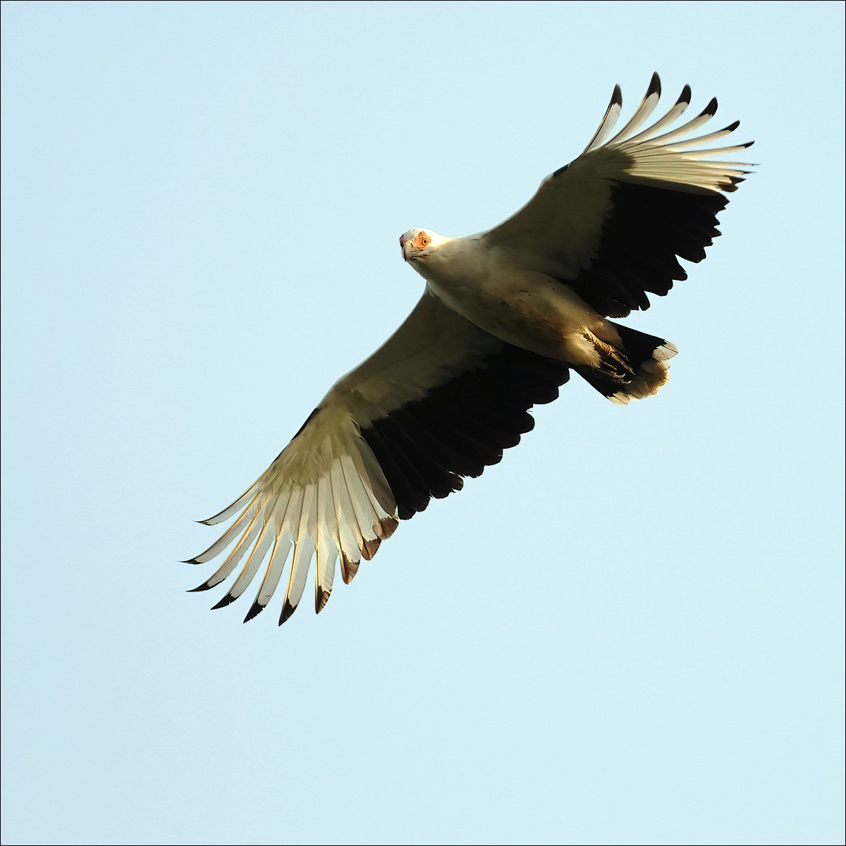 Palm Vulture (Palmgier)