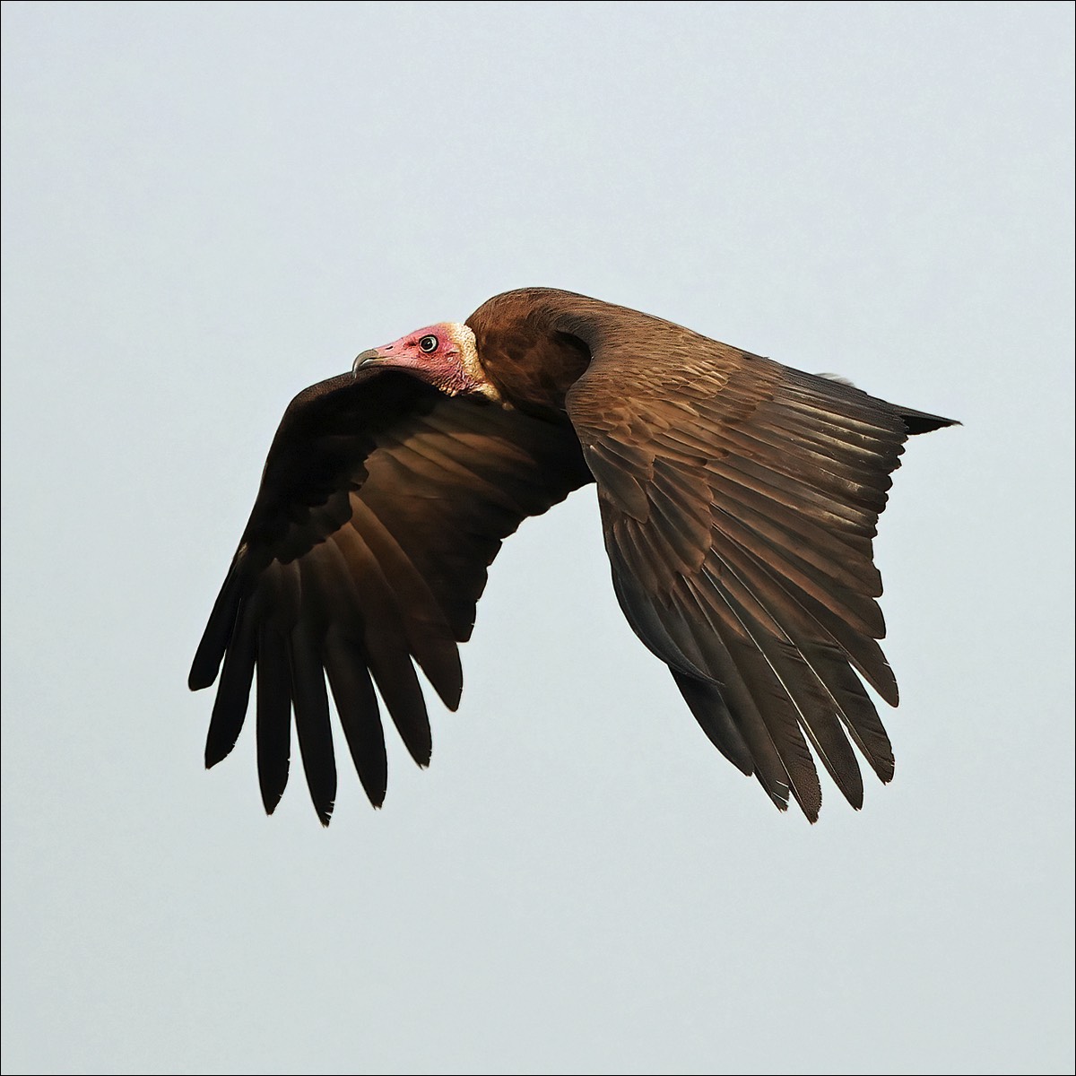 Hooded Vulture (Kapgier)