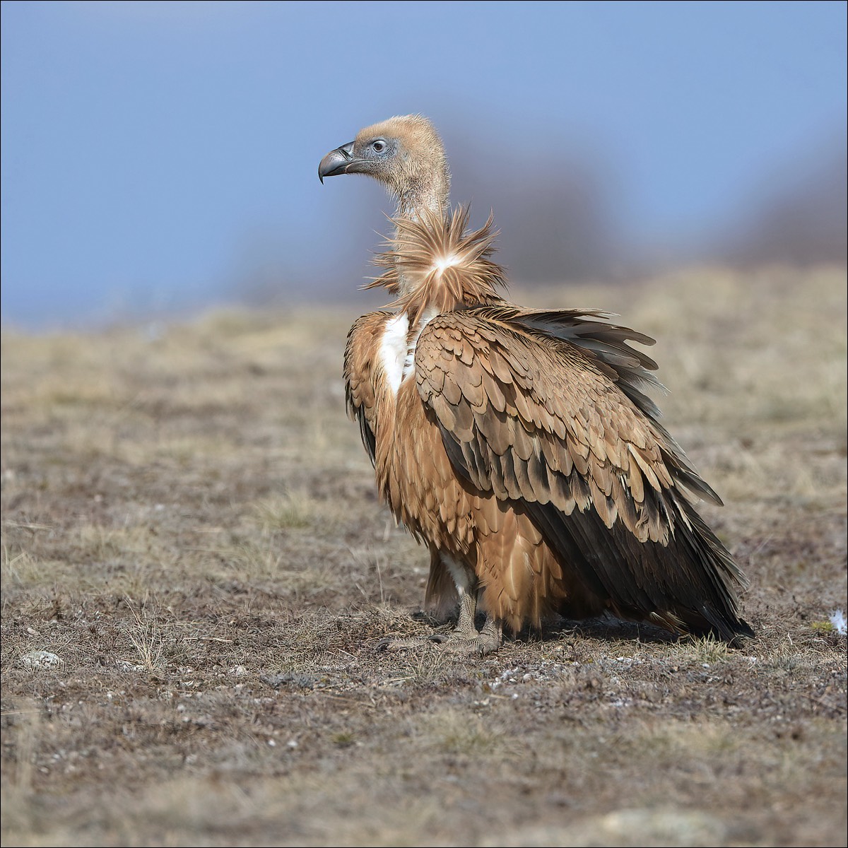 Grifon Vulture (Vale Gier)