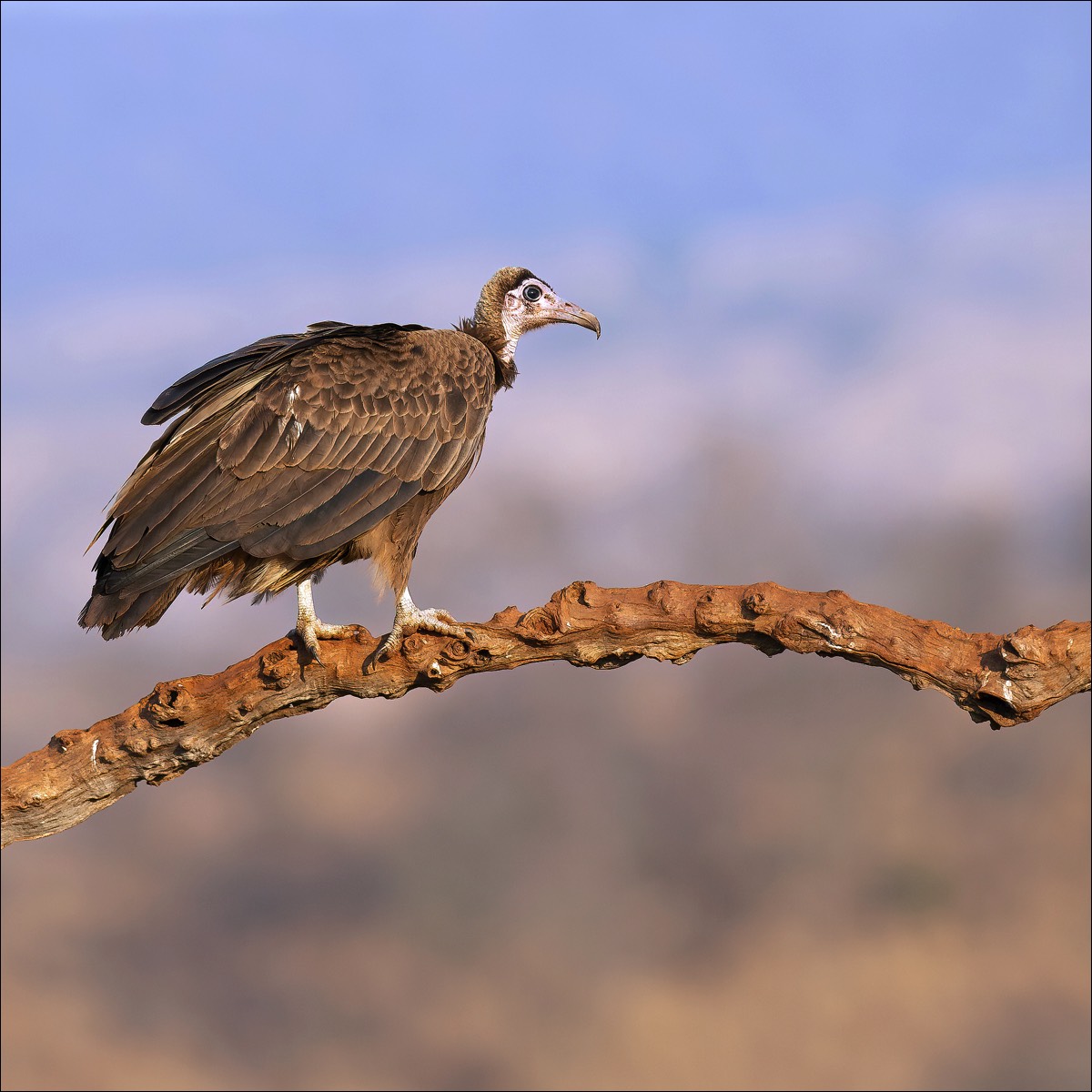 Hooded Vulture (Kapgier)