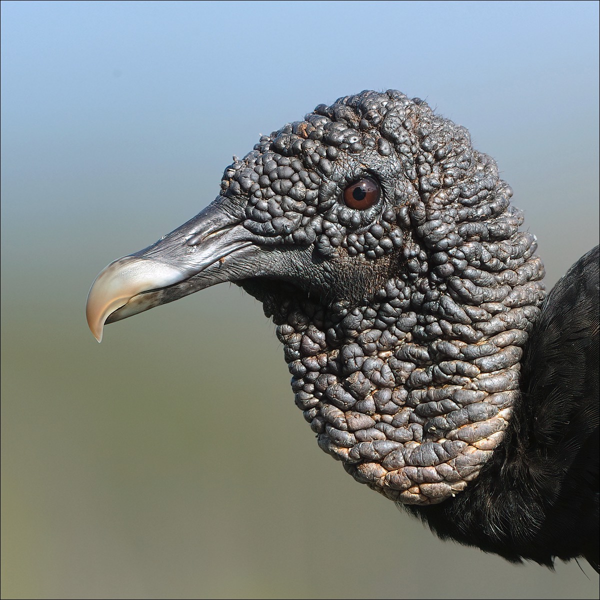Black Vulture (Zwarte Gier)