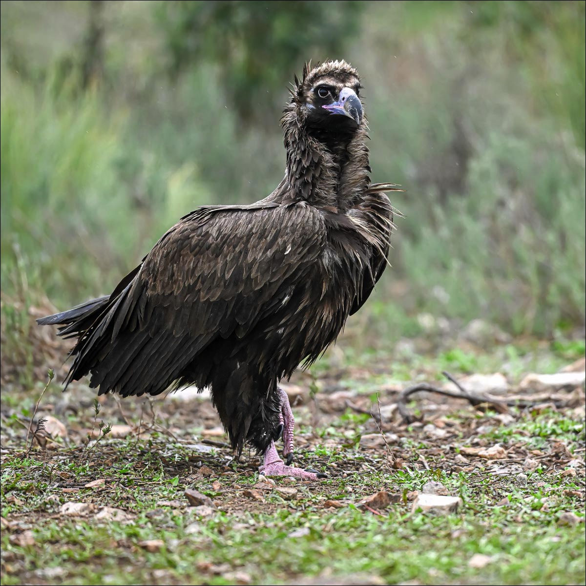 Cinereous Vulturee (Monniksgier)