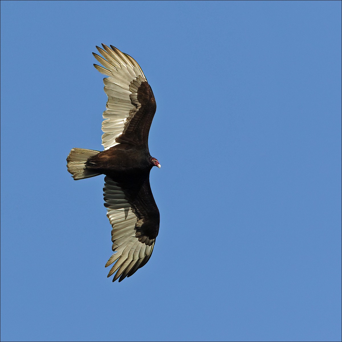 Turkey Vulture (Kalkoengier)