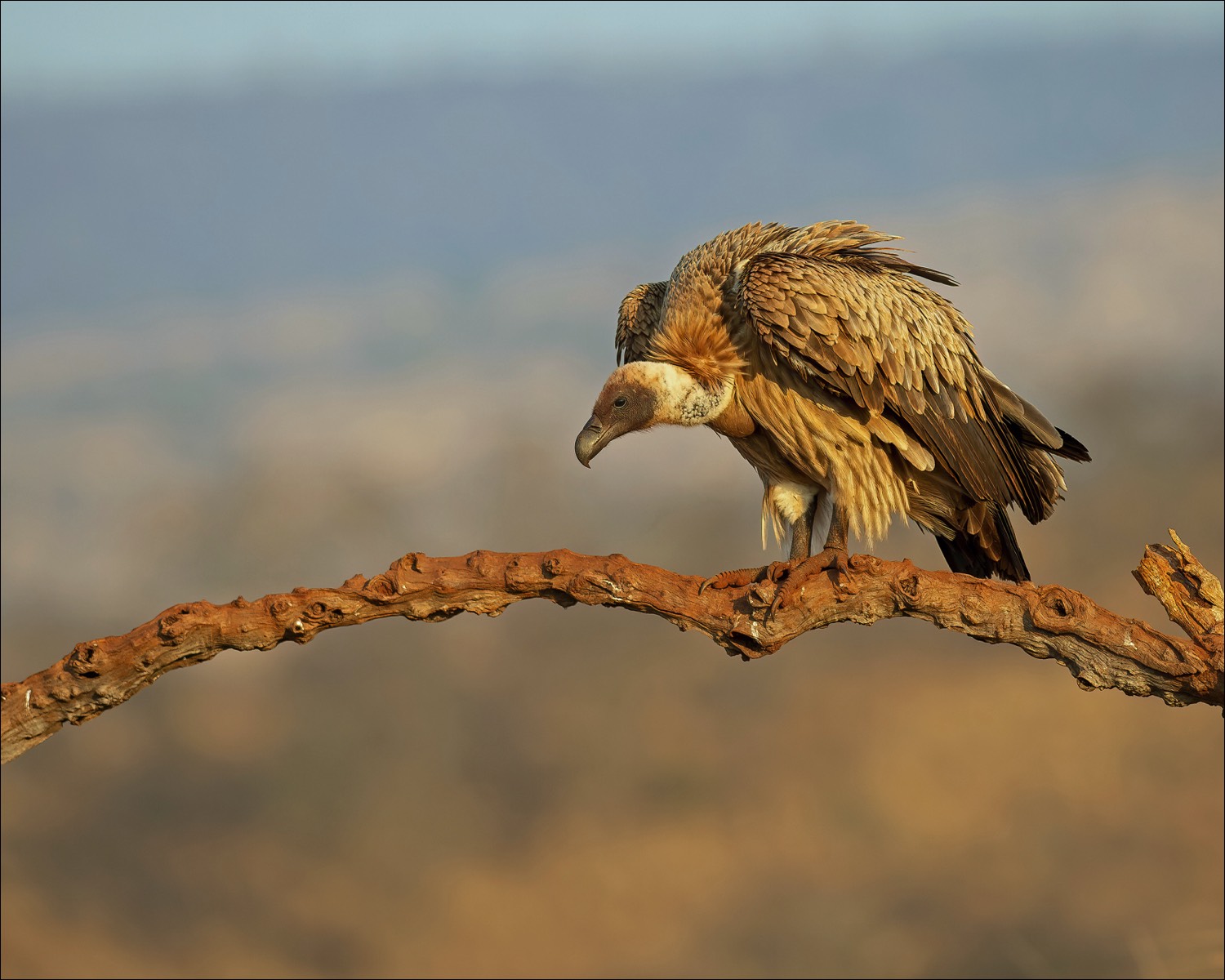 White-backed Vulture (Witruggier)